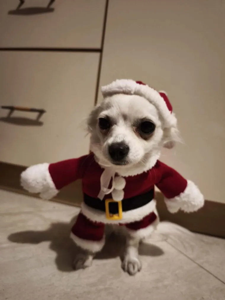 Poslali ste nam fotke va&scaron;ih ljubimaca u božićnom ruhu, pa vi ste pravi sretnici koliko su neodoljivi