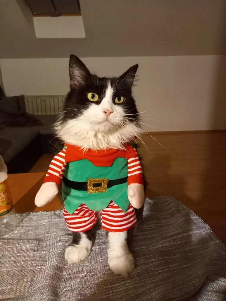 Poslali ste nam fotke va&scaron;ih ljubimaca u božićnom ruhu, pa vi ste pravi sretnici koliko su neodoljivi