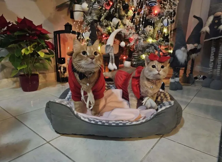 Poslali ste nam fotke va&scaron;ih ljubimaca u božićnom ruhu, pa vi ste pravi sretnici koliko su neodoljivi