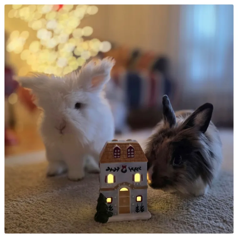 Poslali ste nam fotke va&scaron;ih ljubimaca u božićnom ruhu, pa vi ste pravi sretnici koliko su neodoljivi