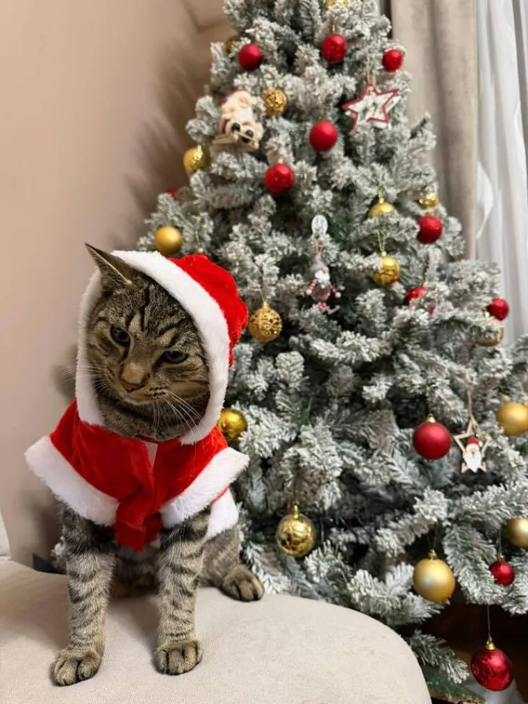 Poslali ste nam fotke va&scaron;ih ljubimaca u božićnom ruhu, pa vi ste pravi sretnici koliko su neodoljivi