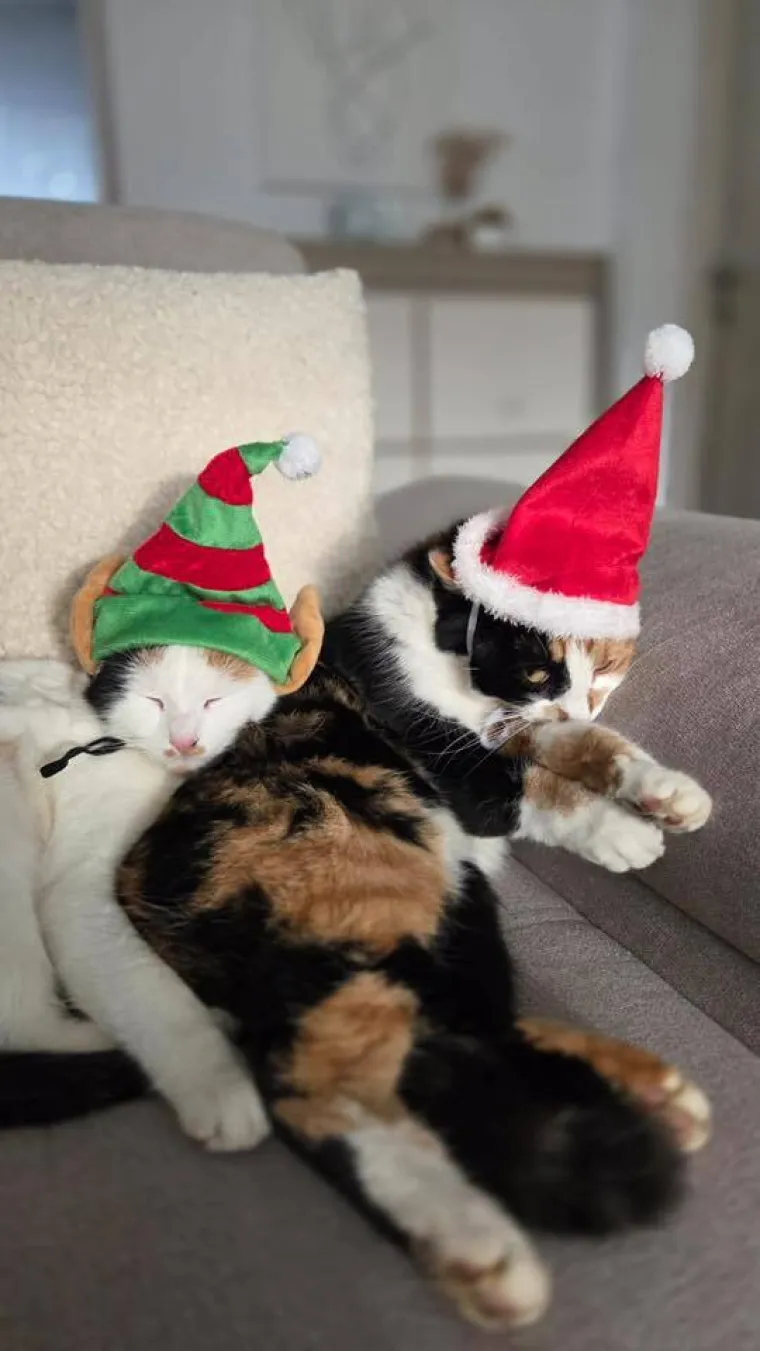 Poslali ste nam fotke va&scaron;ih ljubimaca u božićnom ruhu, pa vi ste pravi sretnici koliko su neodoljivi