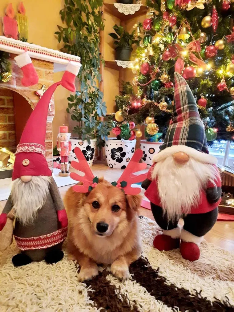 Poslali ste nam fotke va&scaron;ih ljubimaca u božićnom ruhu, pa vi ste pravi sretnici koliko su neodoljivi