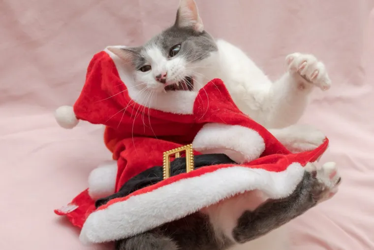 Poslali ste nam fotke va&scaron;ih ljubimaca u božićnom ruhu, pa vi ste pravi sretnici koliko su neodoljivi