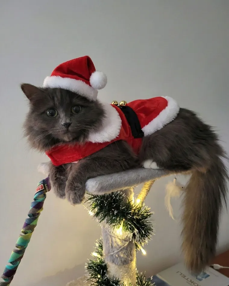 Poslali ste nam fotke va&scaron;ih ljubimaca u božićnom ruhu, pa vi ste pravi sretnici koliko su neodoljivi