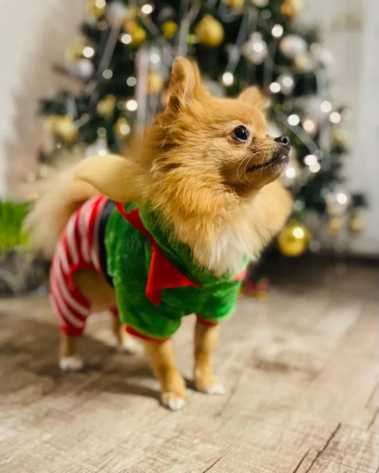 Poslali ste nam fotke va&scaron;ih ljubimaca u božićnom ruhu, pa vi ste pravi sretnici koliko su neodoljivi