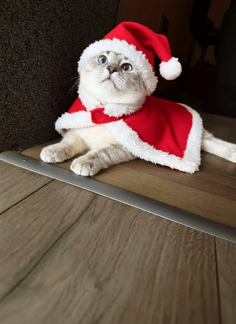 Poslali ste nam fotke va&scaron;ih ljubimaca u božićnom ruhu, pa vi ste pravi sretnici koliko su neodoljivi