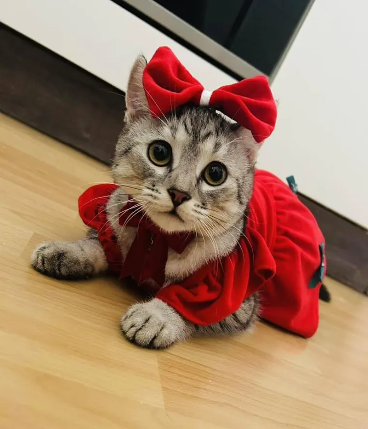 Poslali ste nam fotke va&scaron;ih ljubimaca u božićnom ruhu, pa vi ste pravi sretnici koliko su neodoljivi