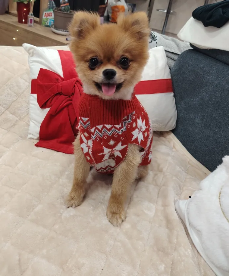 Poslali ste nam fotke va&scaron;ih ljubimaca u božićnom ruhu, pa vi ste pravi sretnici koliko su neodoljivi