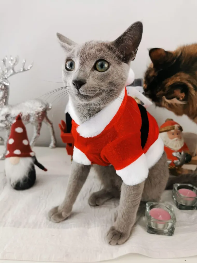 Poslali ste nam fotke va&scaron;ih ljubimaca u božićnom ruhu, pa vi ste pravi sretnici koliko su neodoljivi