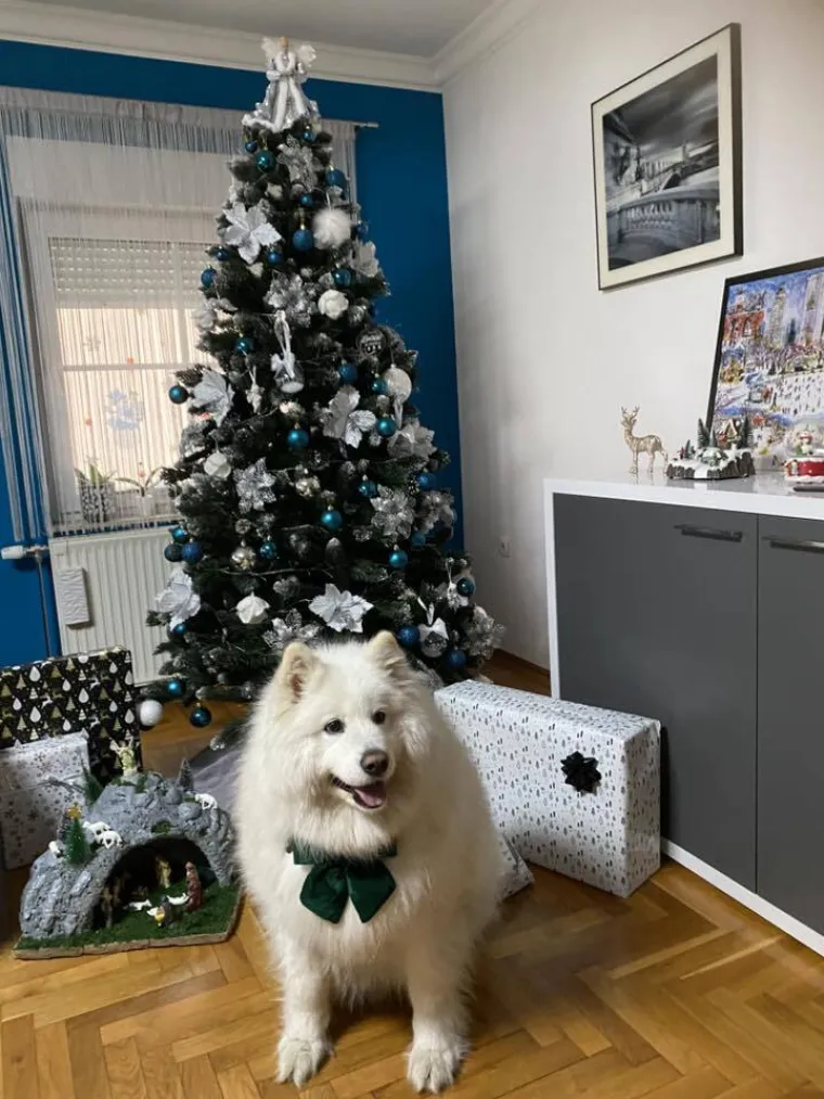 Poslali ste nam fotke va&scaron;ih ljubimaca u božićnom ruhu, pa vi ste pravi sretnici koliko su neodoljivi