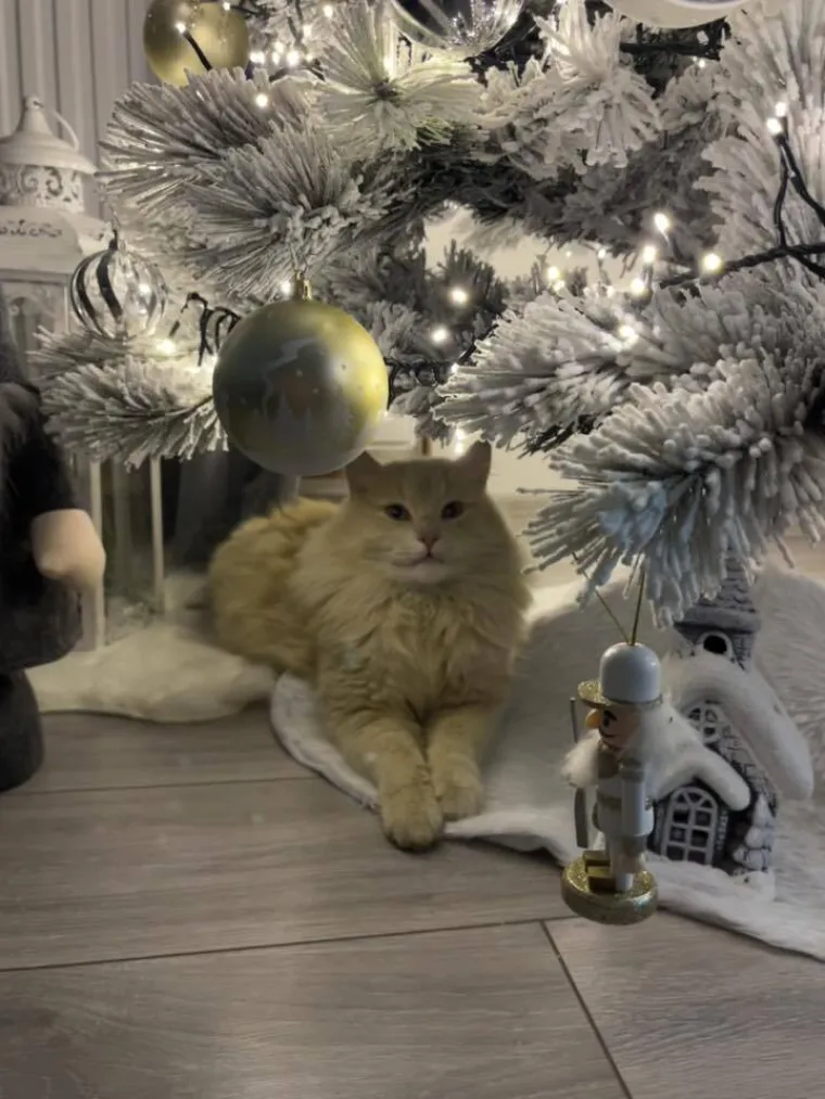 Poslali ste nam fotke va&scaron;ih ljubimaca u božićnom ruhu, pa vi ste pravi sretnici koliko su neodoljivi