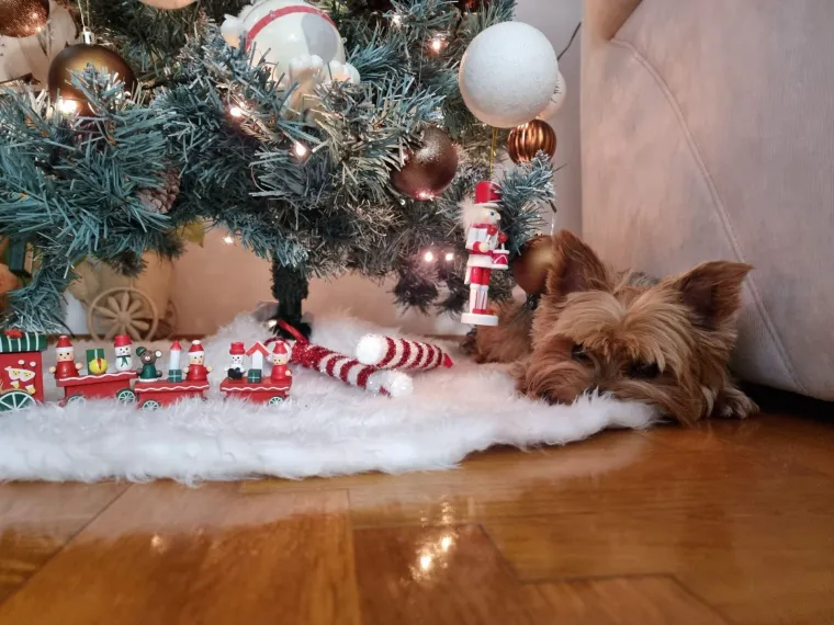 Poslali ste nam fotke va&scaron;ih ljubimaca u božićnom ruhu, pa vi ste pravi sretnici koliko su neodoljivi