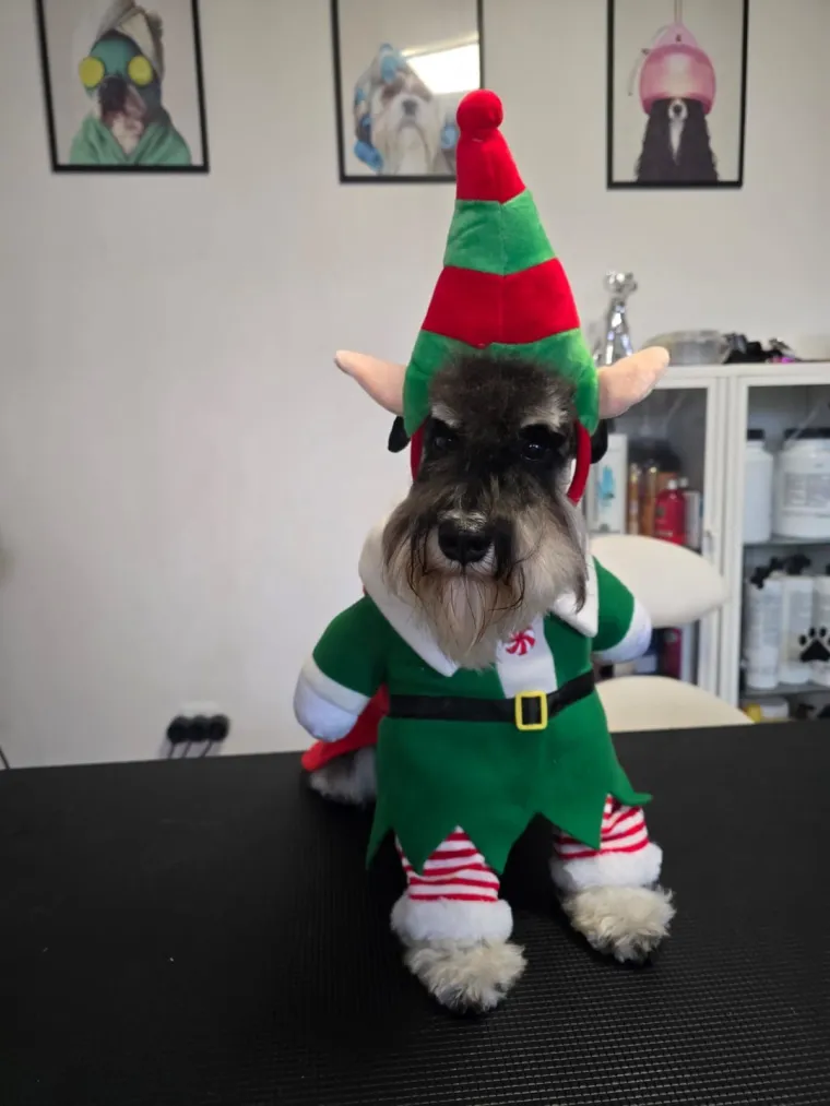 Poslali ste nam fotke va&scaron;ih ljubimaca u božićnom ruhu, pa vi ste pravi sretnici koliko su neodoljivi