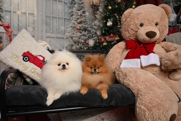 Poslali ste nam fotke va&scaron;ih ljubimaca u božićnom ruhu, pa vi ste pravi sretnici koliko su neodoljivi