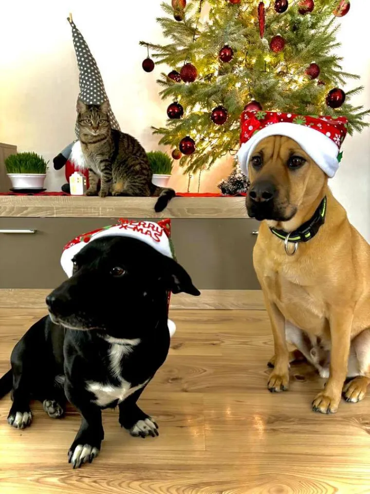 Poslali ste nam fotke va&scaron;ih ljubimaca u božićnom ruhu, pa vi ste pravi sretnici koliko su neodoljivi