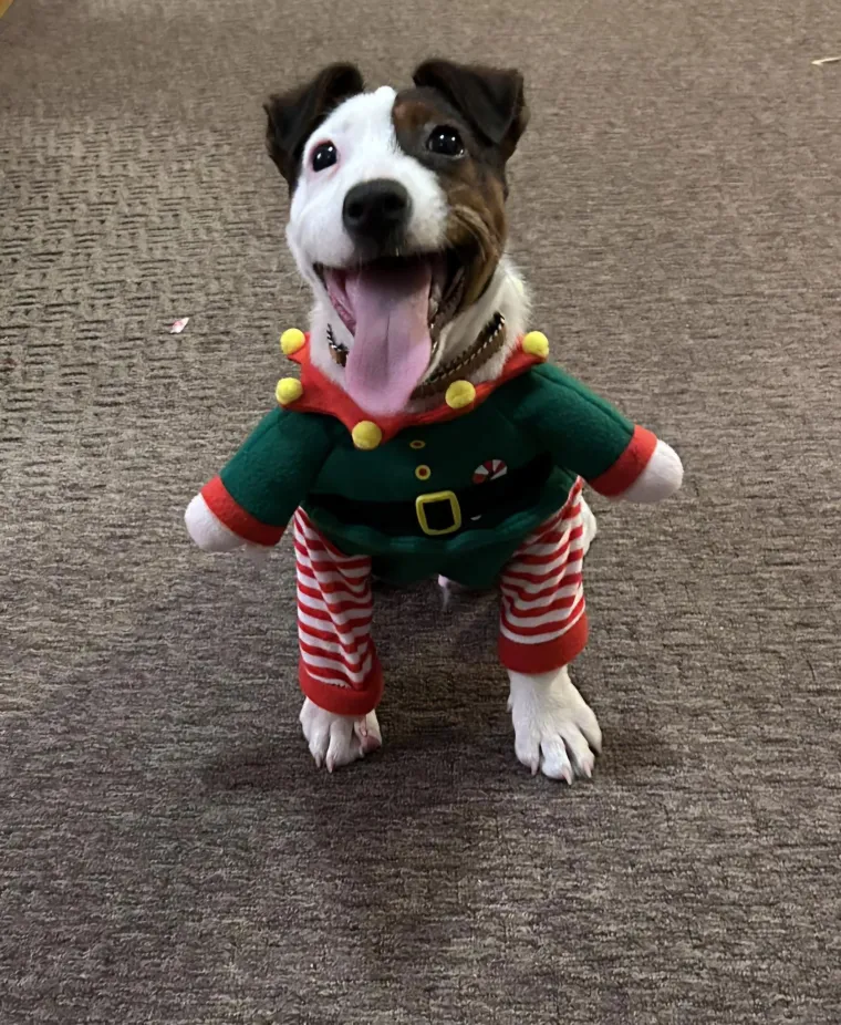 Poslali ste nam fotke va&scaron;ih ljubimaca u božićnom ruhu, pa vi ste pravi sretnici koliko su neodoljivi