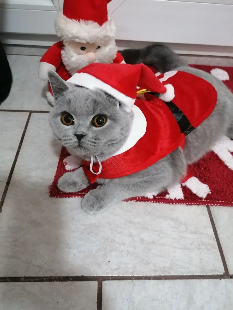 Poslali ste nam fotke va&scaron;ih ljubimaca u božićnom ruhu, pa vi ste pravi sretnici koliko su neodoljivi