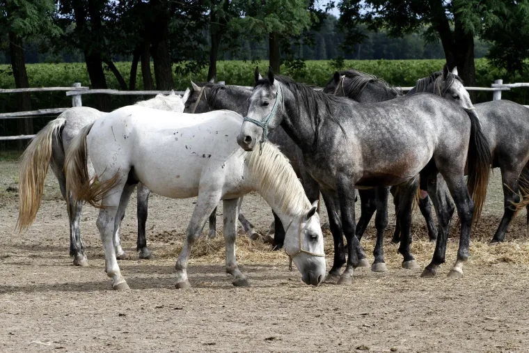 Koliko dobro poznajete državu na&scaron;ih susjeda? Ako sve točno odgovorite, vi ste genije