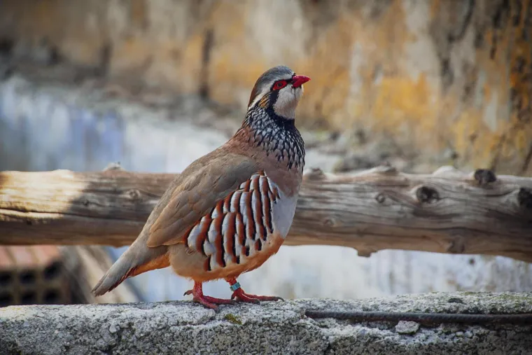 Znate li tko su krzneni i pernati simboli blagdana i za&scaron;to ba&scaron; oni?