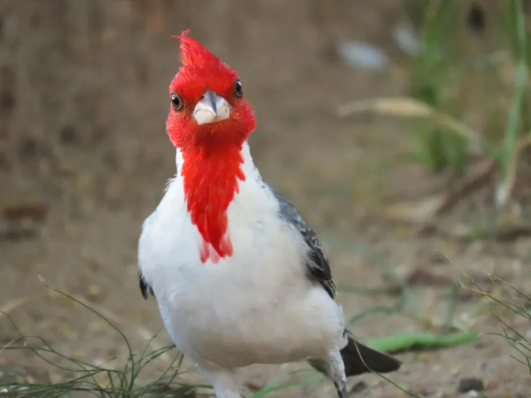 Znate li tko su krzneni i pernati simboli blagdana i za&scaron;to ba&scaron; oni?