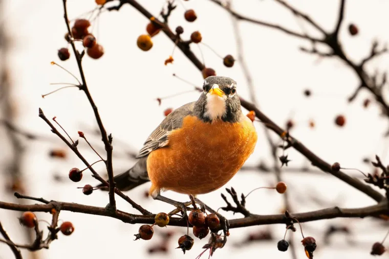 Znate li tko su krzneni i pernati simboli blagdana i za&scaron;to ba&scaron; oni?