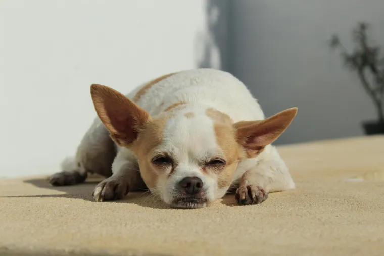 Vodič za vlasnike: Ovo je 30 najče&scaron;ćih bolesti koje pogađaju pse