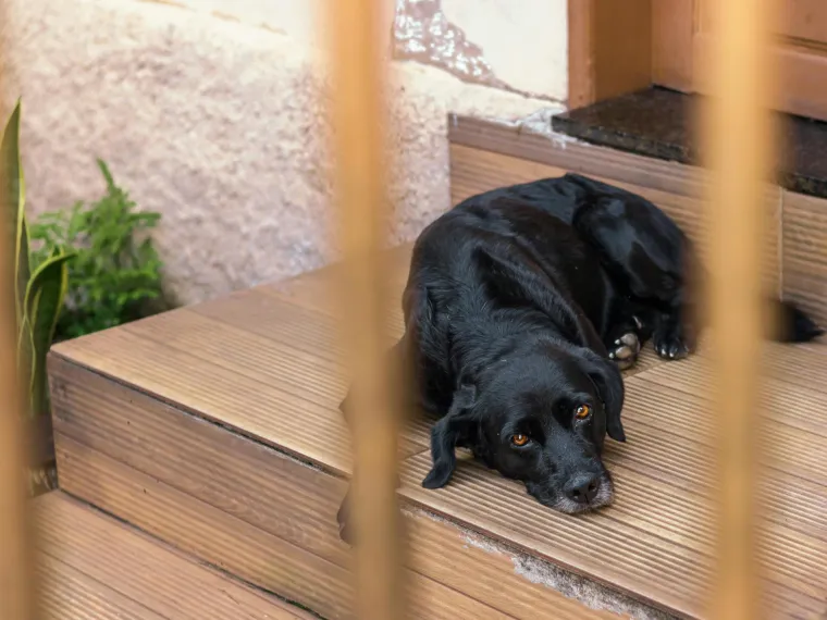 Vodič za vlasnike: Ovo je 30 najče&scaron;ćih bolesti koje pogađaju pse
