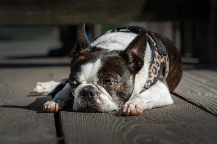 Vodič za vlasnike: Ovo je 30 najče&scaron;ćih bolesti koje pogađaju pse