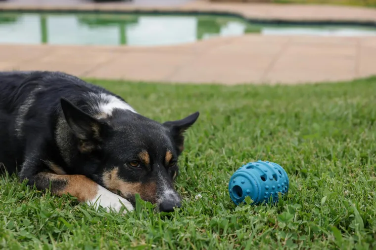 Vodič za vlasnike: Ovo je 30 najče&scaron;ćih bolesti koje pogađaju pse