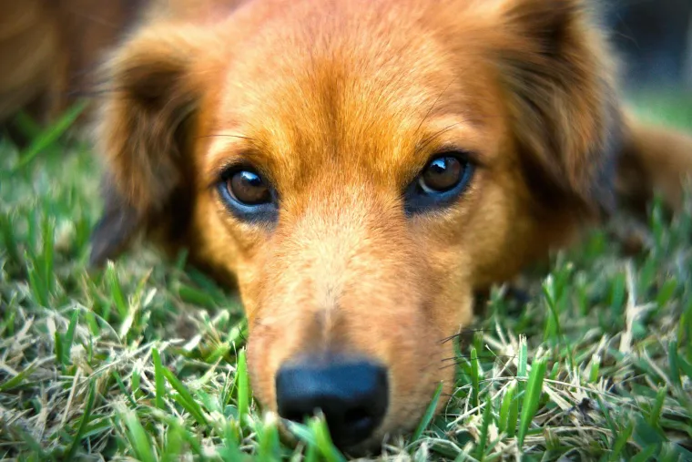 Vodič za vlasnike: Ovo je 30 najče&scaron;ćih bolesti koje pogađaju pse