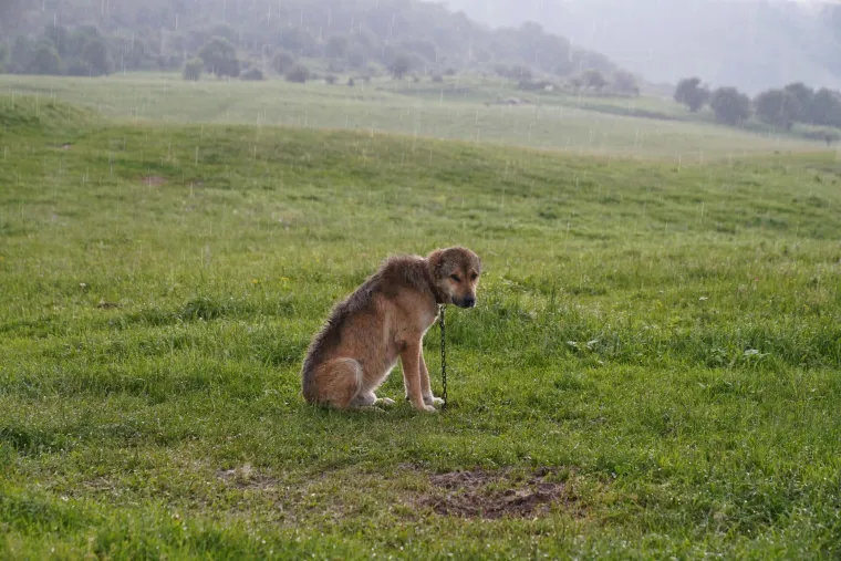 Vodič za vlasnike: Ovo je 30 najče&scaron;ćih bolesti koje pogađaju pse