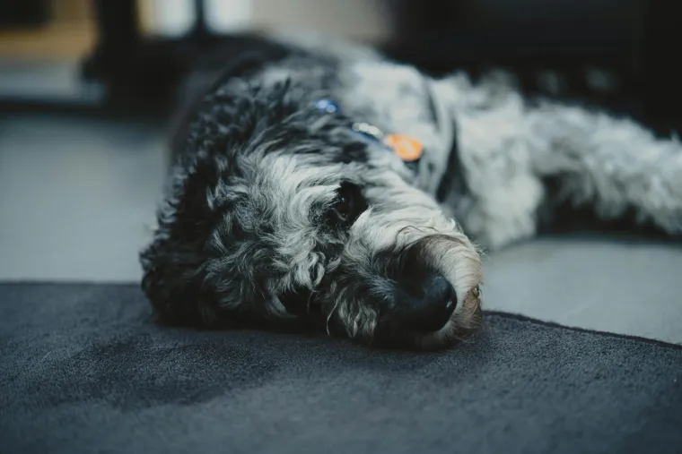 Vodič za vlasnike: Ovo je 30 najče&scaron;ćih bolesti koje pogađaju pse