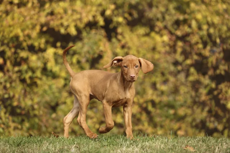 Koliko činjenica znate o Mađarskoj? Nije lako imati sve točne odgovore na ovom kvizu