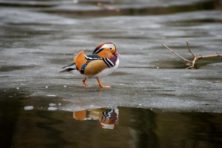 Borba s hladnoćom: 25 nevjerojatnih načina na koje životinje preživljavaju zimu