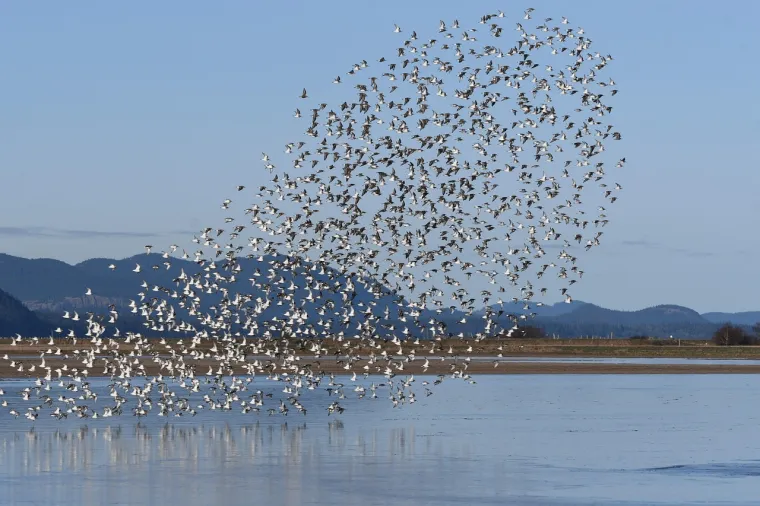 Borba s hladnoćom: 25 nevjerojatnih načina na koje životinje preživljavaju zimu