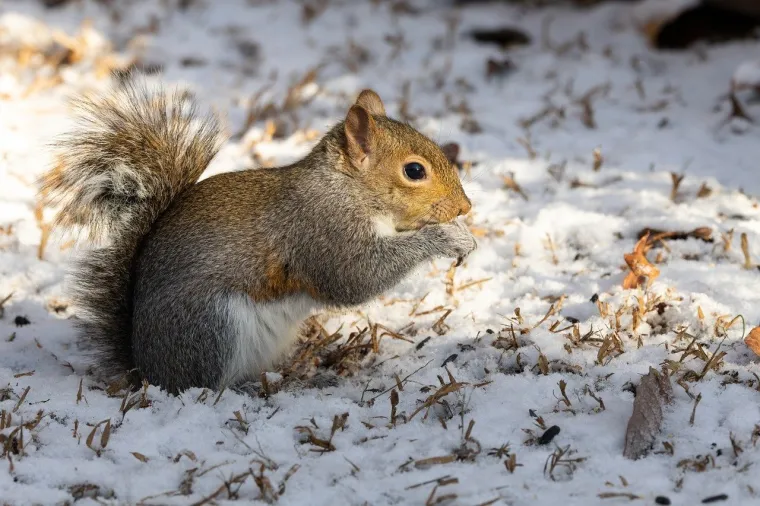 Borba s hladnoćom: 25 nevjerojatnih načina na koje životinje preživljavaju zimu