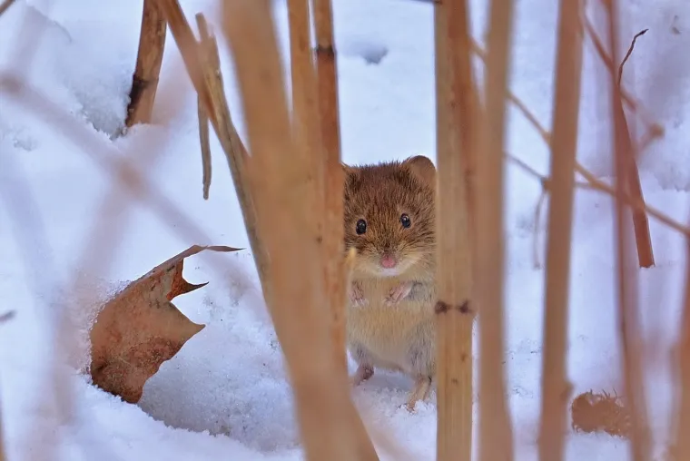Borba s hladnoćom: 25 nevjerojatnih načina na koje životinje preživljavaju zimu