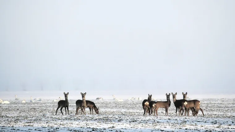 Borba s hladnoćom: 25 nevjerojatnih načina na koje životinje preživljavaju zimu