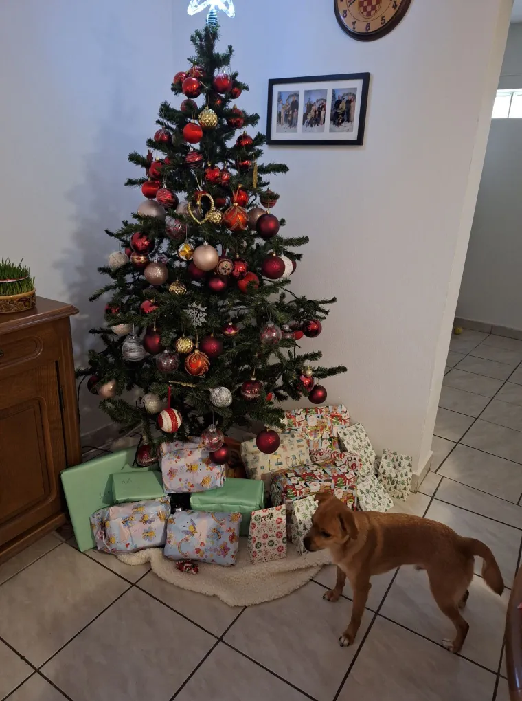 Doček je pro&scaron;ao, ali blagdanski sjaj traje: Uživajte u pogledu na va&scaron;ih 50 prekrasnih jelki