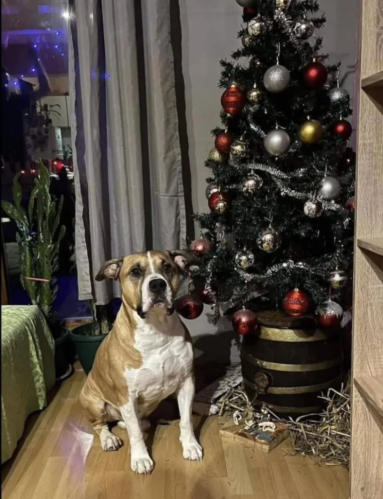 Doček je pro&scaron;ao, ali blagdanski sjaj traje: Uživajte u pogledu na va&scaron;ih 50 prekrasnih jelki