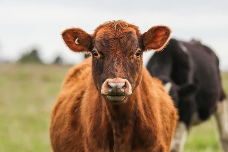 Koje su životinje nacionalni simboli ovih država? Pazi! Pitanja su zahtjevna
