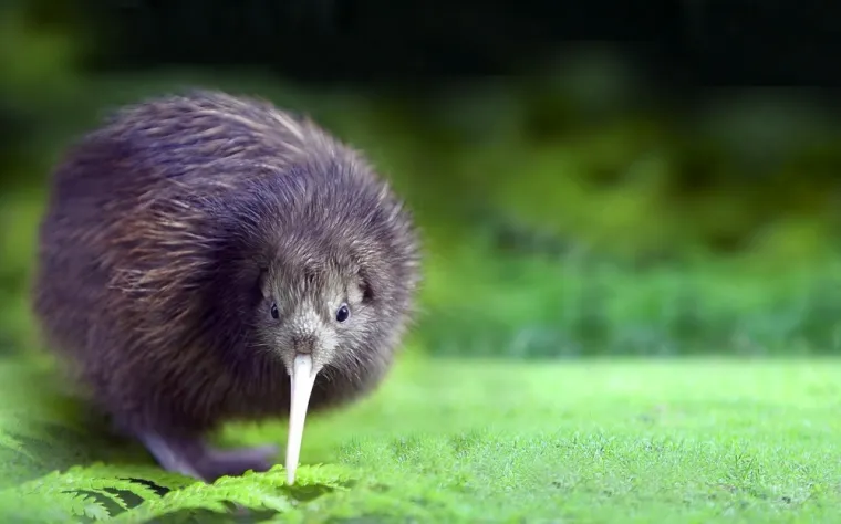 Koje su životinje nacionalni simboli ovih država? Pazi! Pitanja su zahtjevna