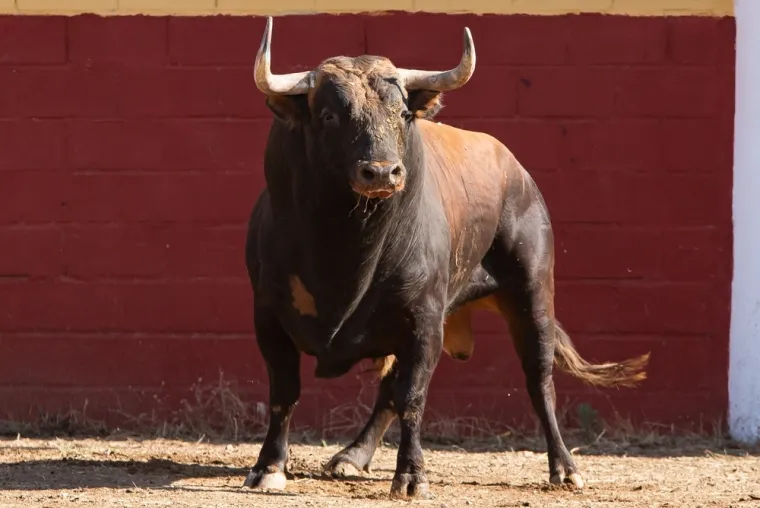 Koje su životinje nacionalni simboli ovih država? Pazi! Pitanja su zahtjevna