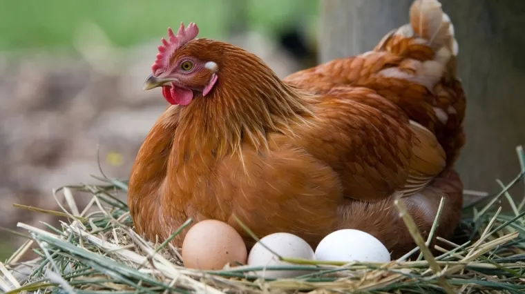 Samo će hodajuće enciklopedije znati odgovore na ova &scaron;a&scaron;ava pitanja, svaka čast ako i&scaron;ta pogodite