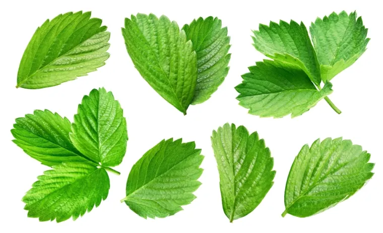 Stvarno si genijalac ako prepozna&scaron; ovo voće po li&scaron;ću: Na nekim se pitanjima lako poskliznuti