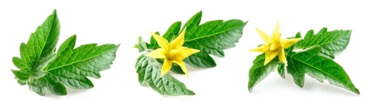 Stvarno si genijalac ako prepozna&scaron; ovo voće po li&scaron;ću: Na nekim se pitanjima lako poskliznuti