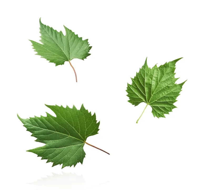 Stvarno si genijalac ako prepozna&scaron; ovo voće po li&scaron;ću: Na nekim se pitanjima lako poskliznuti