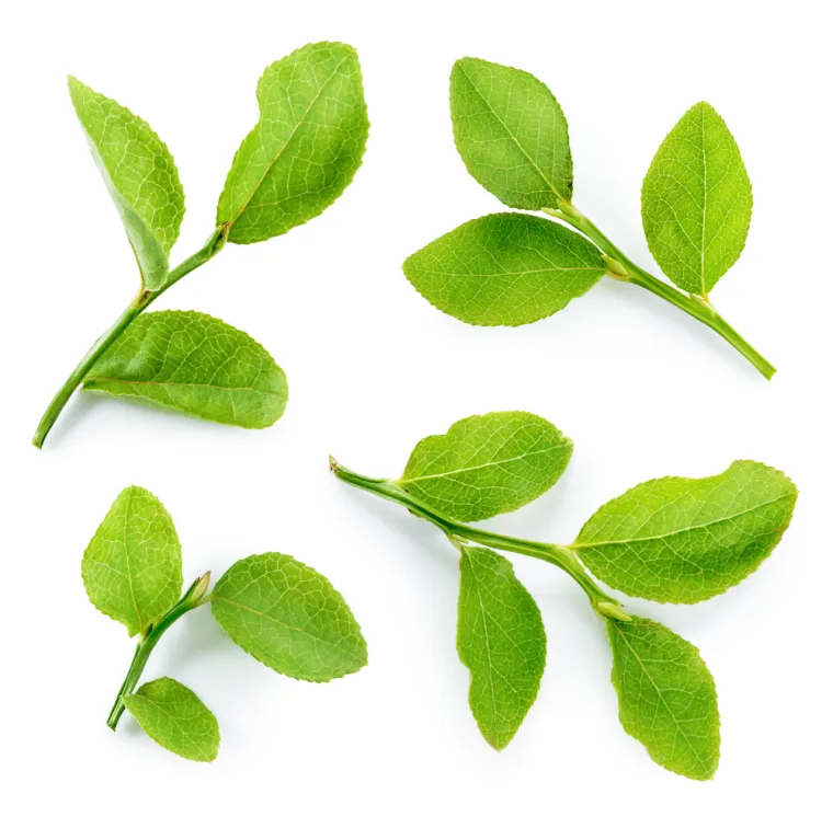 Stvarno si genijalac ako prepozna&scaron; ovo voće po li&scaron;ću: Na nekim se pitanjima lako poskliznuti