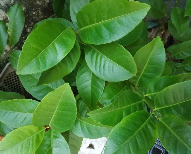 Stvarno si genijalac ako prepozna&scaron; ovo voće po li&scaron;ću: Na nekim se pitanjima lako poskliznuti